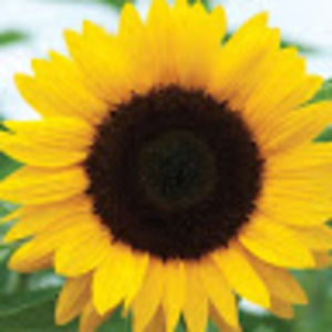 Meet your Posher, ᗩᗰᗷeᖇ